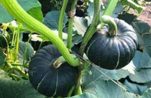 被吃瓜害了的网红有哪些,揭秘网络暴力下的受害者 第2张 被吃瓜害了的网红有哪些,揭秘网络暴力下的受害者 第2张